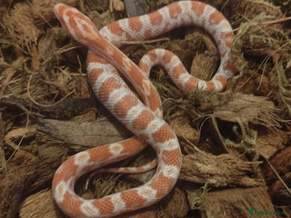 Corn Snake reptiles - Advert 16