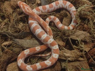 Corn Snake reptiles Beautiful Baby Corn Snakes for Sale - Advert 9