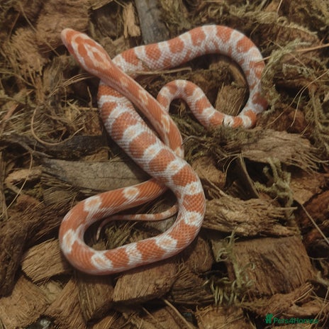 Corn Snake reptiles - Advert 16