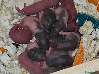 Rat rodents Mixed sex rats available in around 7 weeks - Advert 1