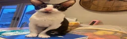 Cornish Rex cats for sale: 1 Gorgeous Cornish Rex Boy - Advert 9