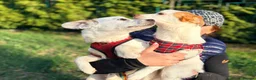 Mixed Breed dogs for adoption: ❤️🐶 AISY & BASIA –TWO LITTLE SUNBEAMS TOGETHER in Burton-on-Trent - Advert 23