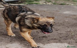 Mixed Breed dogs for adoption: 💖🐶 MOTI 🐶💖 - Image 6