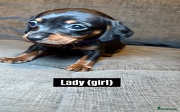 Mixed Breed dogs for sale: Adorable Doxiepoo Puppies for Sale - Advert 7