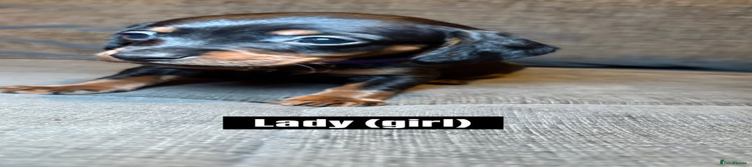 Mixed Breed Puppy 3 (Lady)