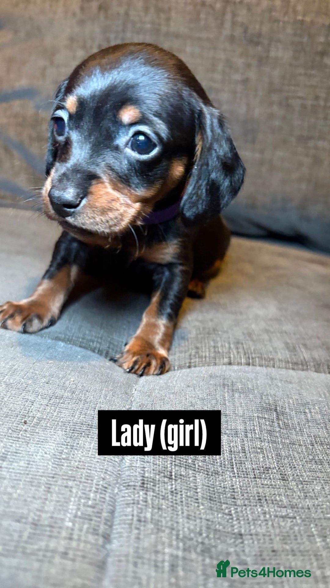 Mixed Breed dogs for sale: Adorable Doxiepoo Puppies for Sale - Advert 7