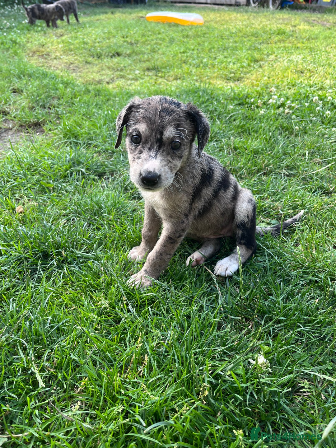 Mixed Breed dogs for sale: Lurcher x lab pups READY NOW!! - Image 16
