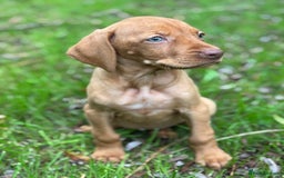 Hungarian Vizsla dogs for sale: PEDIGREE VIZSLA PUPS HIP & ELBOW TESTED PARENTS   - Image 9