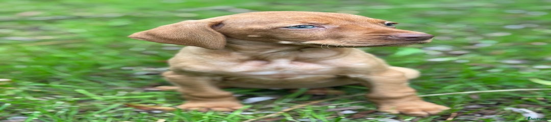 Hungarian Vizsla Puppy 12
