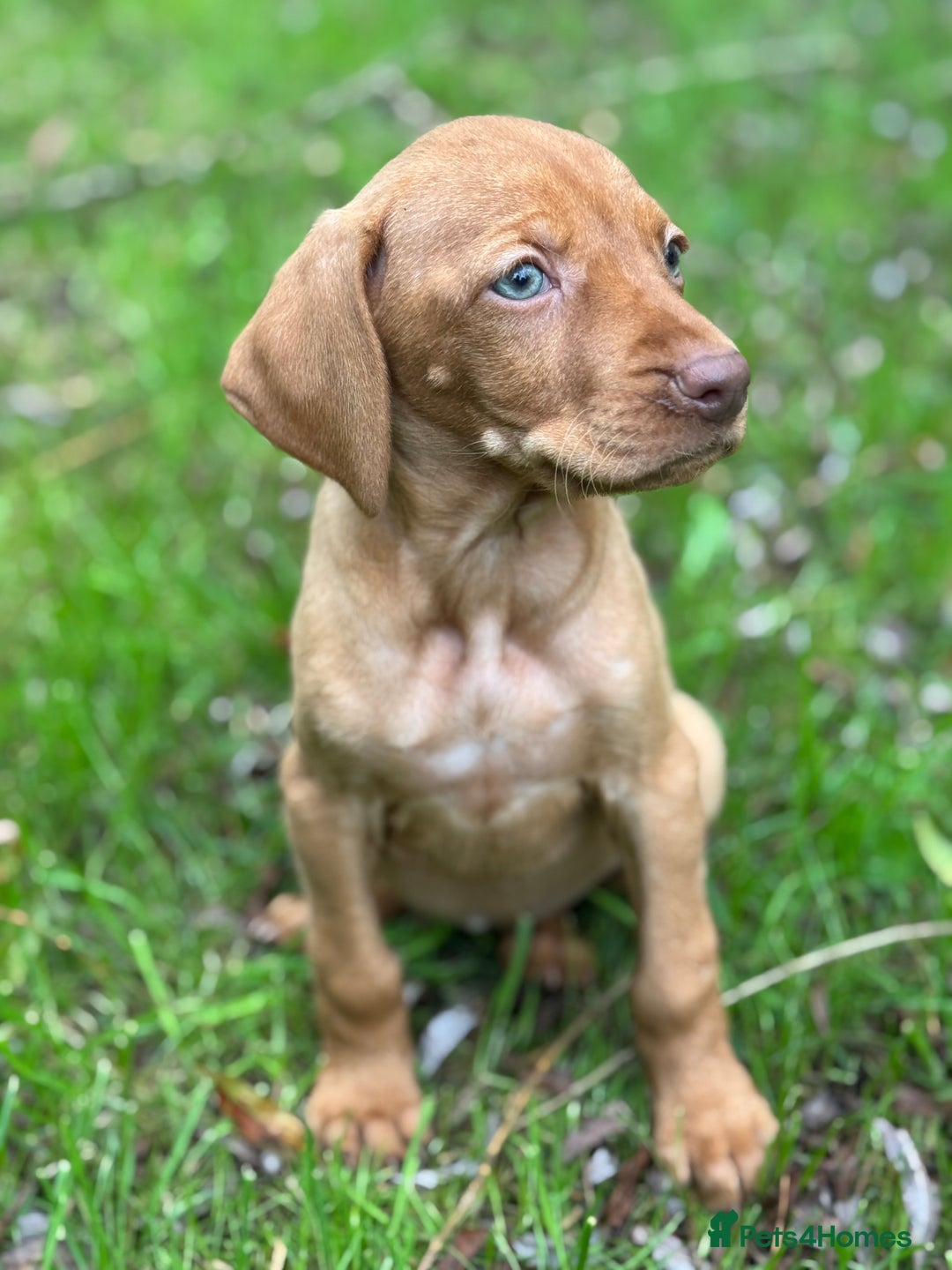Hungarian Vizsla dogs for sale: PEDIGREE VIZSLA PUPS HIP & ELBOW TESTED PARENTS   - Image 9