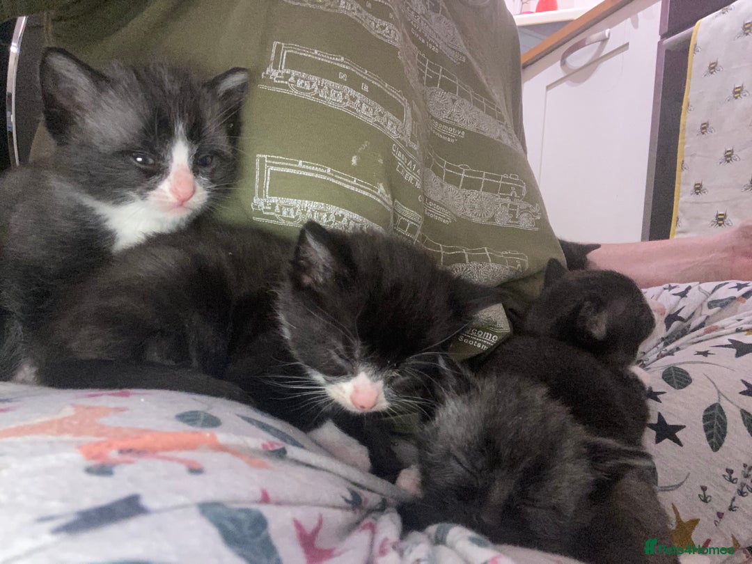 Mixed Breed cats for sale: Beautiful playful kittens  - Image 6