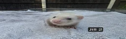 Ferret rodents for sale: New Kits Ready To Go  - Advert 4