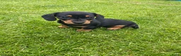 Miniature Dachshund dogs for sale: Miniature dachshund in Benfleet - Advert 5