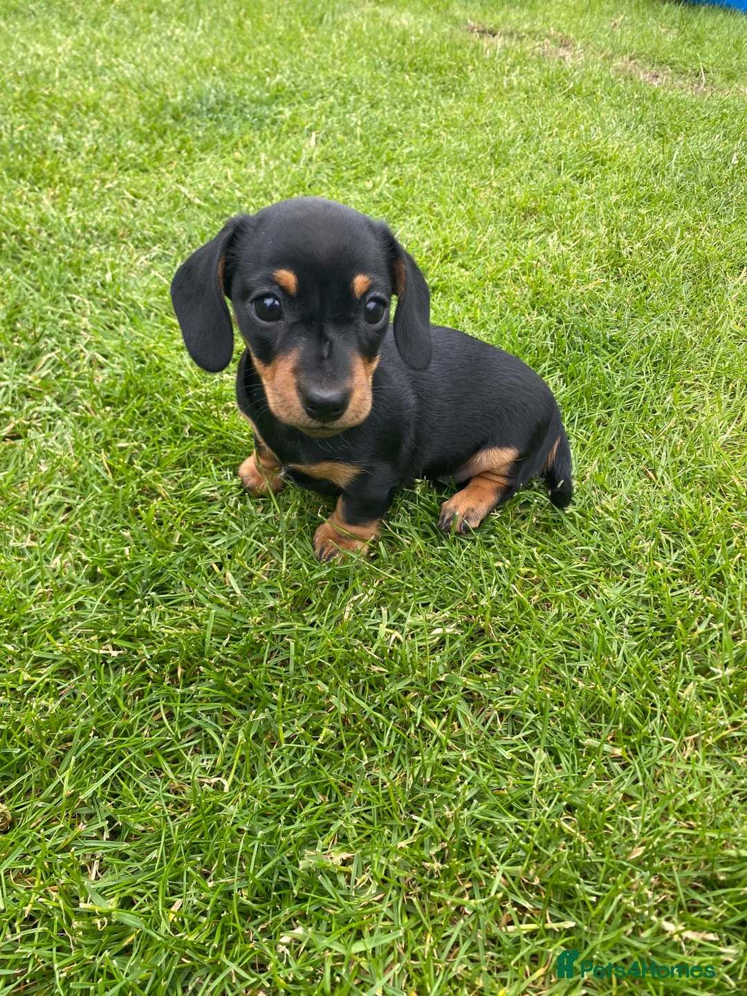 Miniature Dachshund dogs for sale: Miniature dachshund - Advert 2
