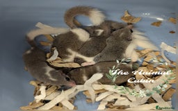 Mouse rodents for sale: Pied and Standard African Pygmy Dormice! - Advert 1
