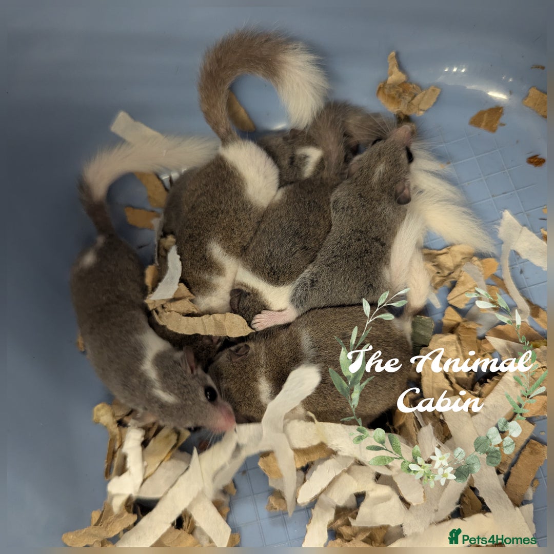 Mouse rodents for sale: Pied and Standard African Pygmy Dormice! - Advert 1