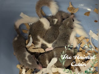 Mouse rodents - Advert 11