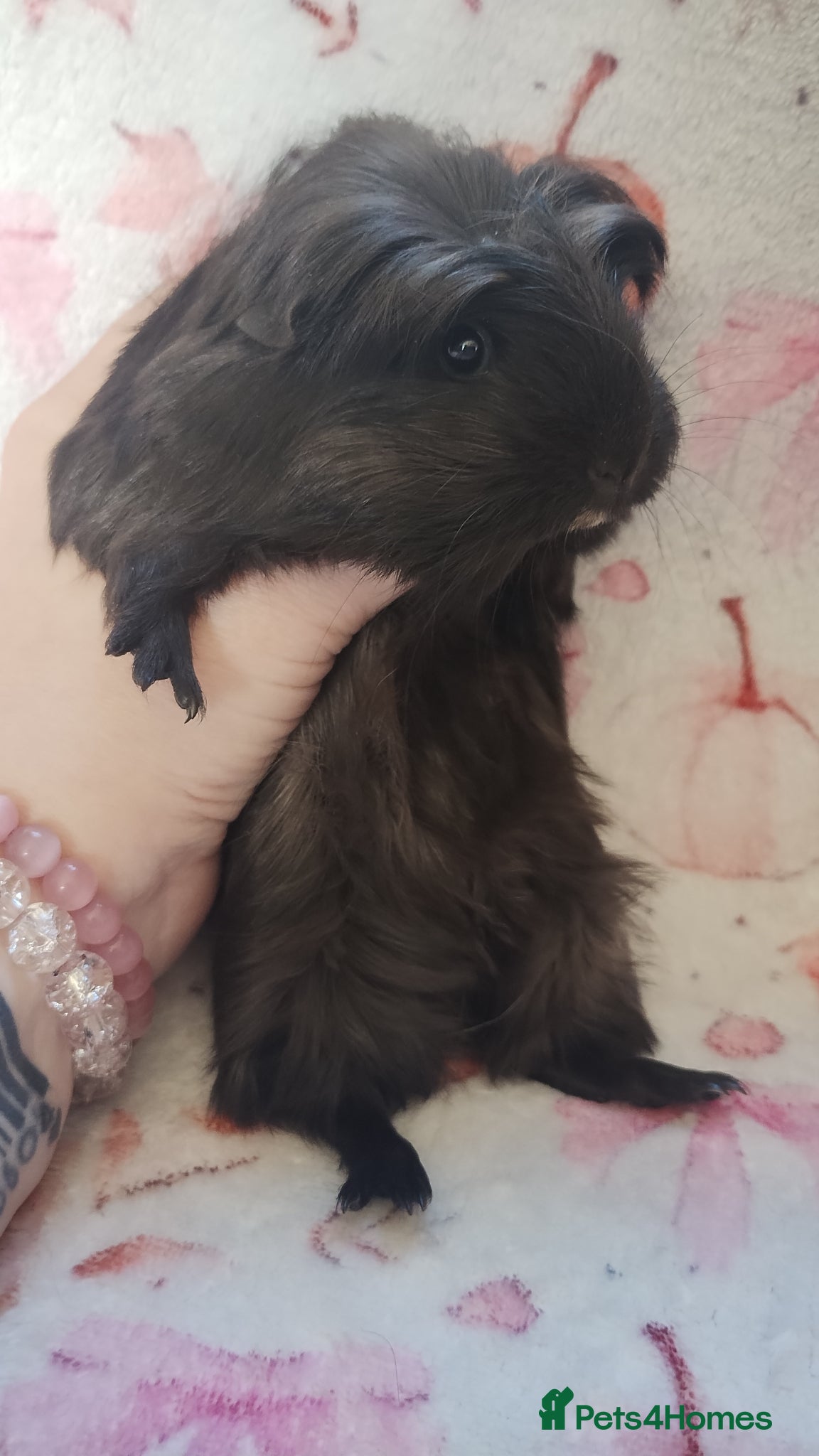 Guinea Pig rodents Baby girl guinea pig delivery available now - Advert 10