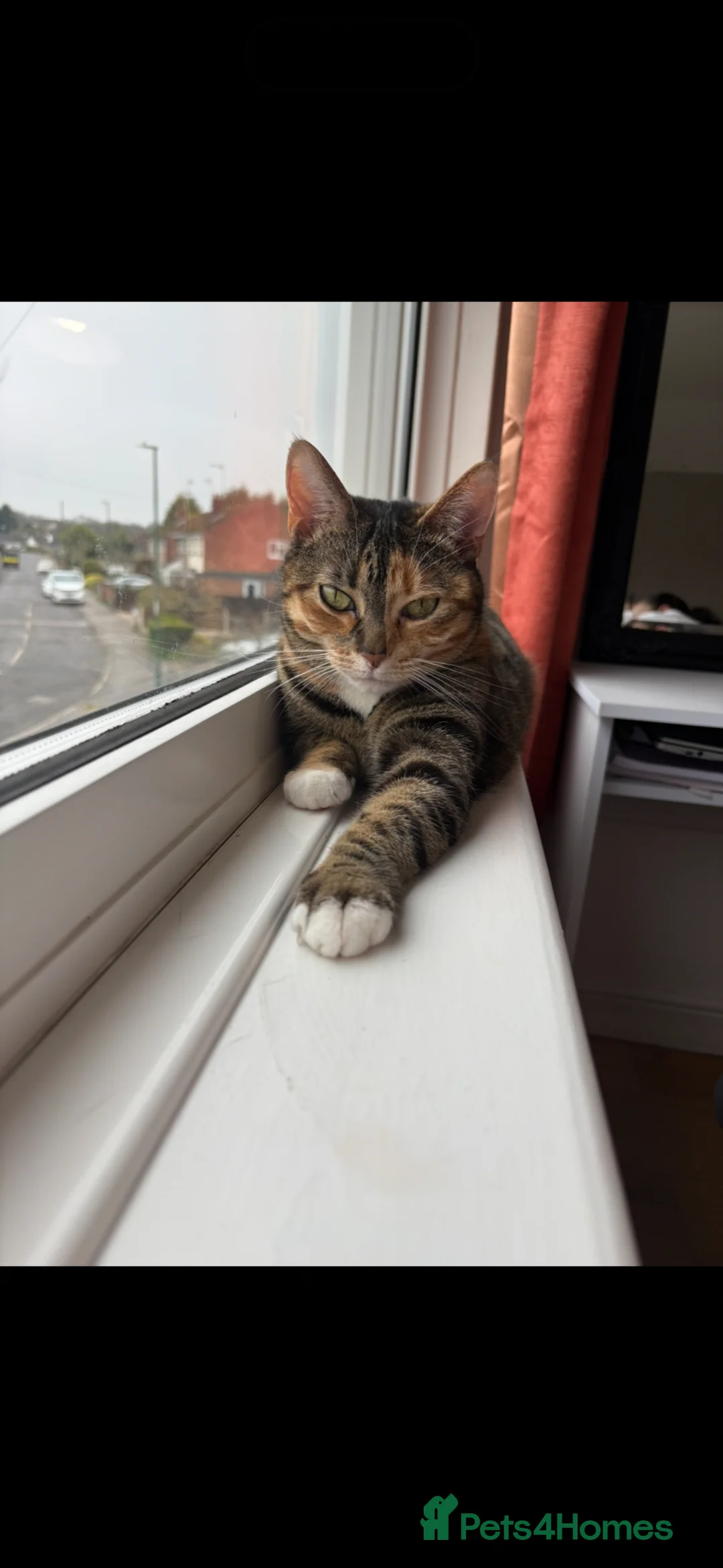 Mixed Breed cats for sale: Two loving cats. She’s 4 he’s 3  in Nottingham - Advert 2
