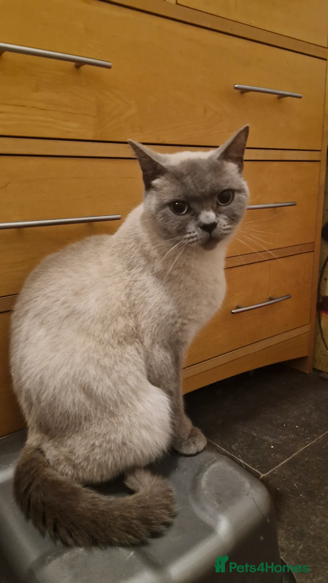 British Shorthair cats for sale: One Siamese and 2 British Shorthair adult cats - Advert 2