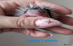Pygmy Hedgehog rodents for sale: Gorgeous APH hedgehogs  - Image 13