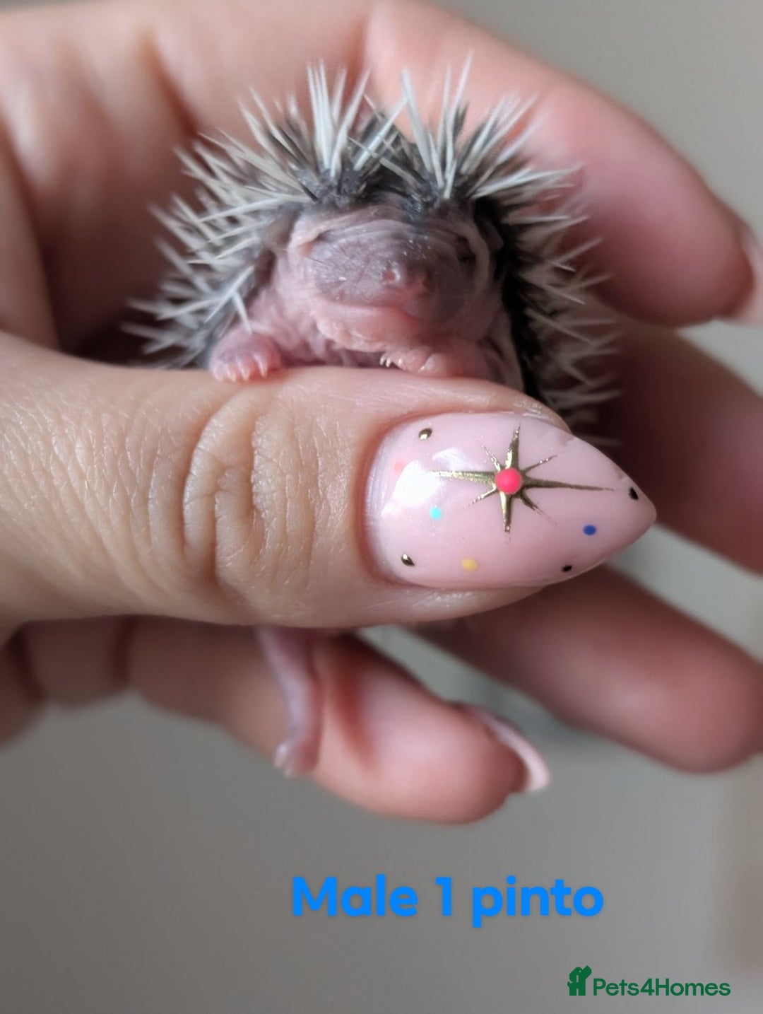 Pygmy Hedgehog rodents for sale: Gorgeous APH hedgehogs  - Image 13