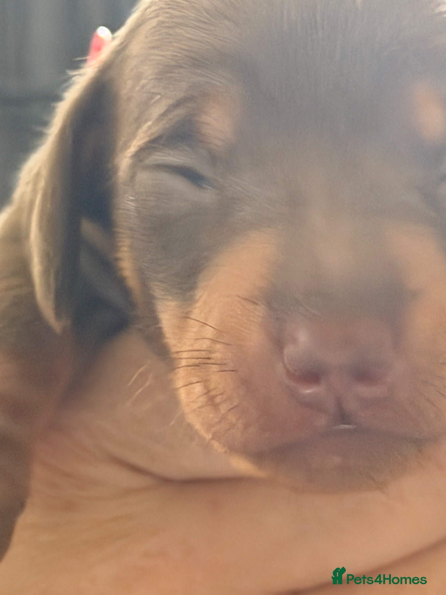 Dachshund dogs 5 beautiful pups - Advert 1
