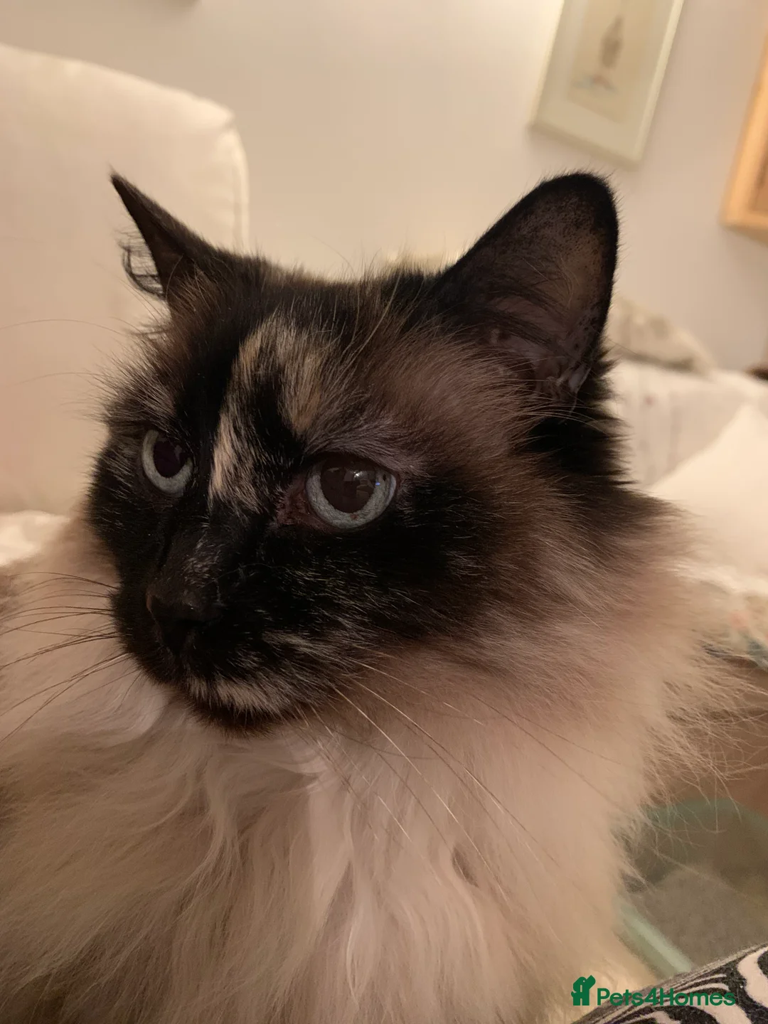 Ragdoll cats for sale: Ragdoll needs a lap.  in Kettering - Advert 9