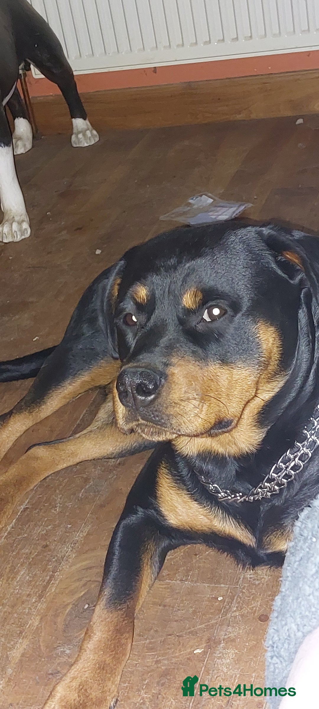 Rottweiler dogs for sale: Kc registered chunky pups - Advert 2