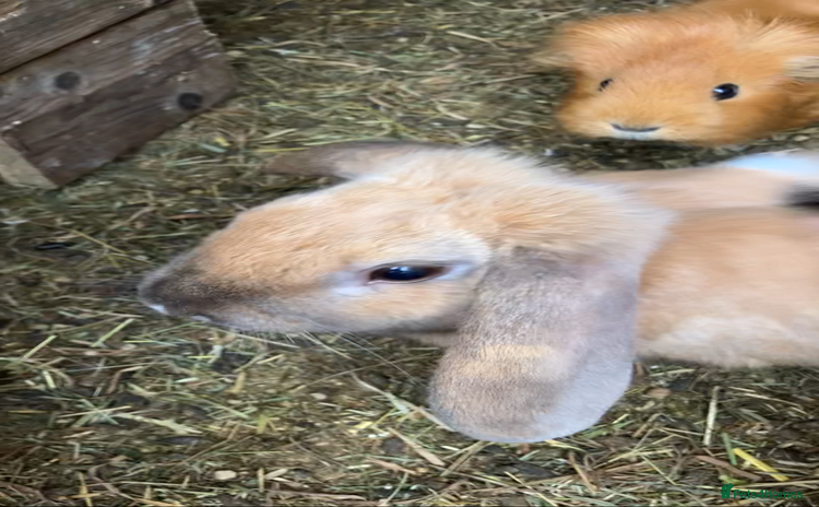 Mini Lop rabbits - Advert 9