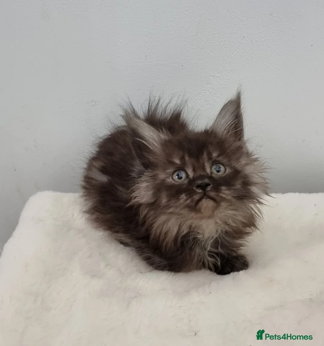 Maine Coon cats for sale: Pedigree Maine Coon Kittens for sale  - Advert 23