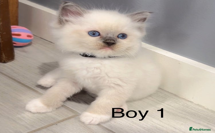 Ragdoll cats - Advert 12