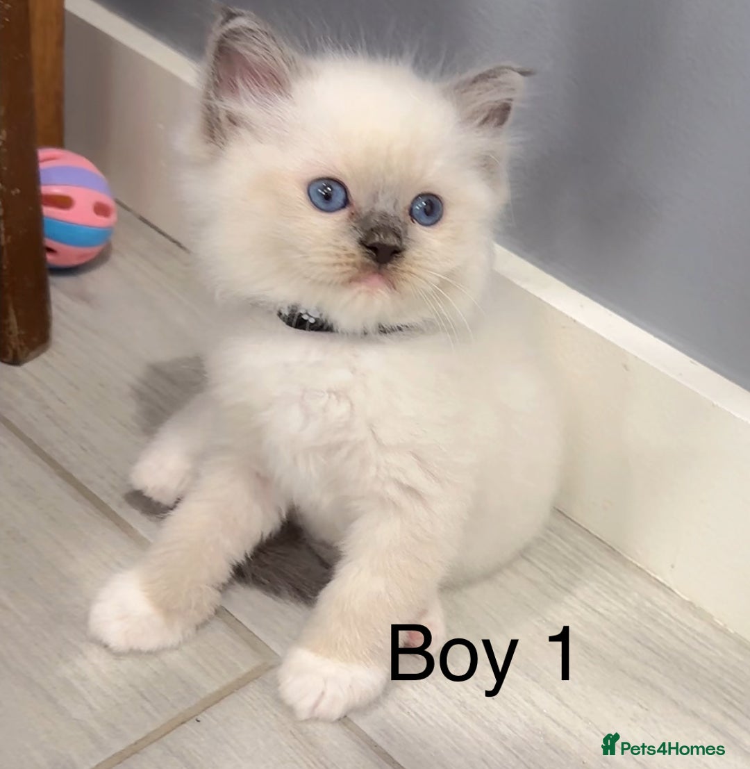Ragdoll cats for sale: 3 Ragdoll boys - Image 1