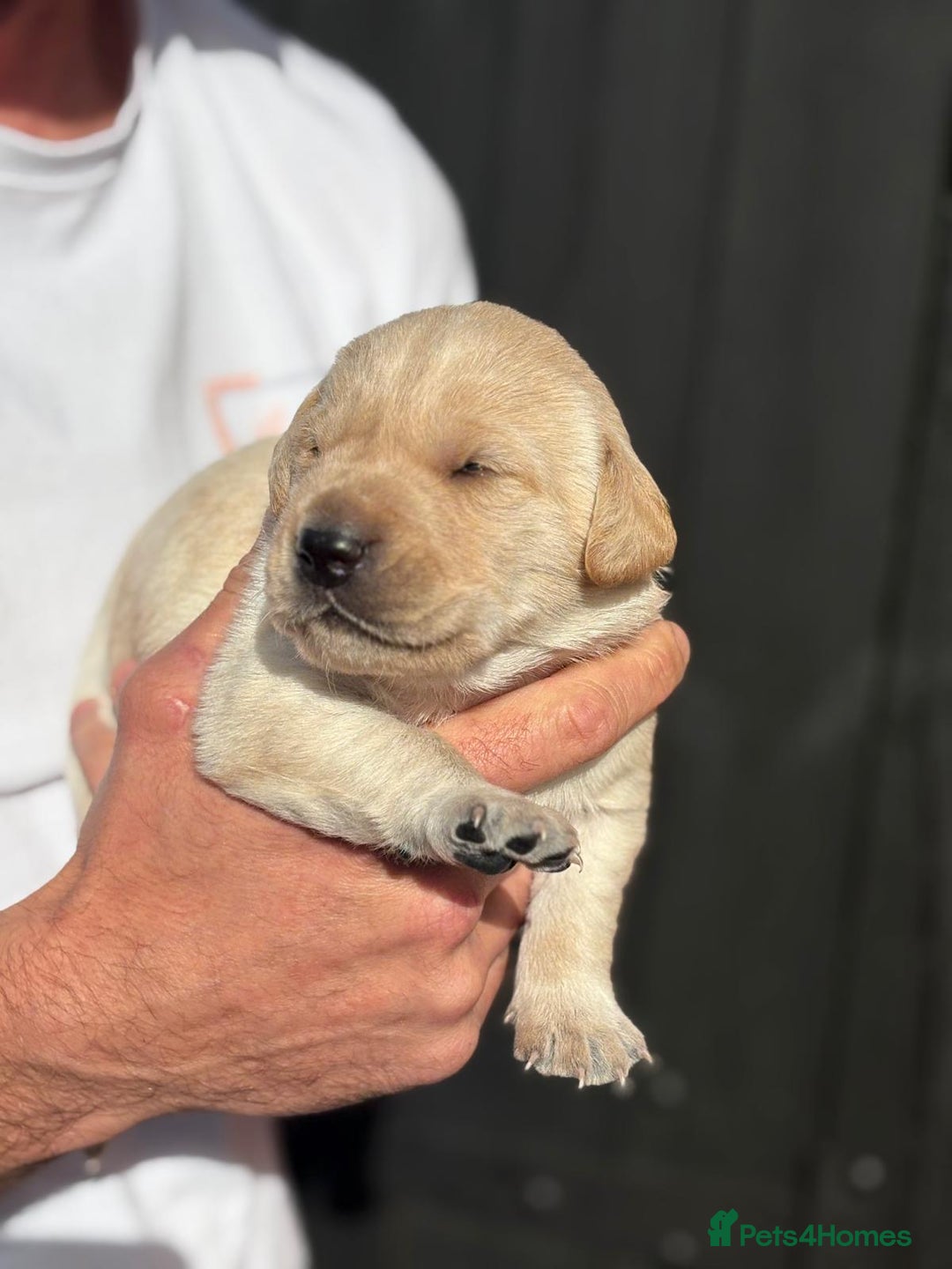 Labrador Retriever dogs for sale: Black & yellow working Labrador puppies  - Image 1