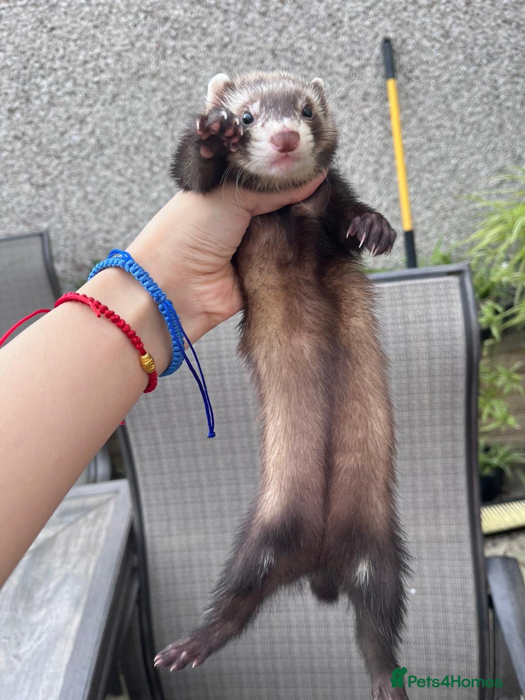 Ferret rodents for sale: Ferret - Image 2