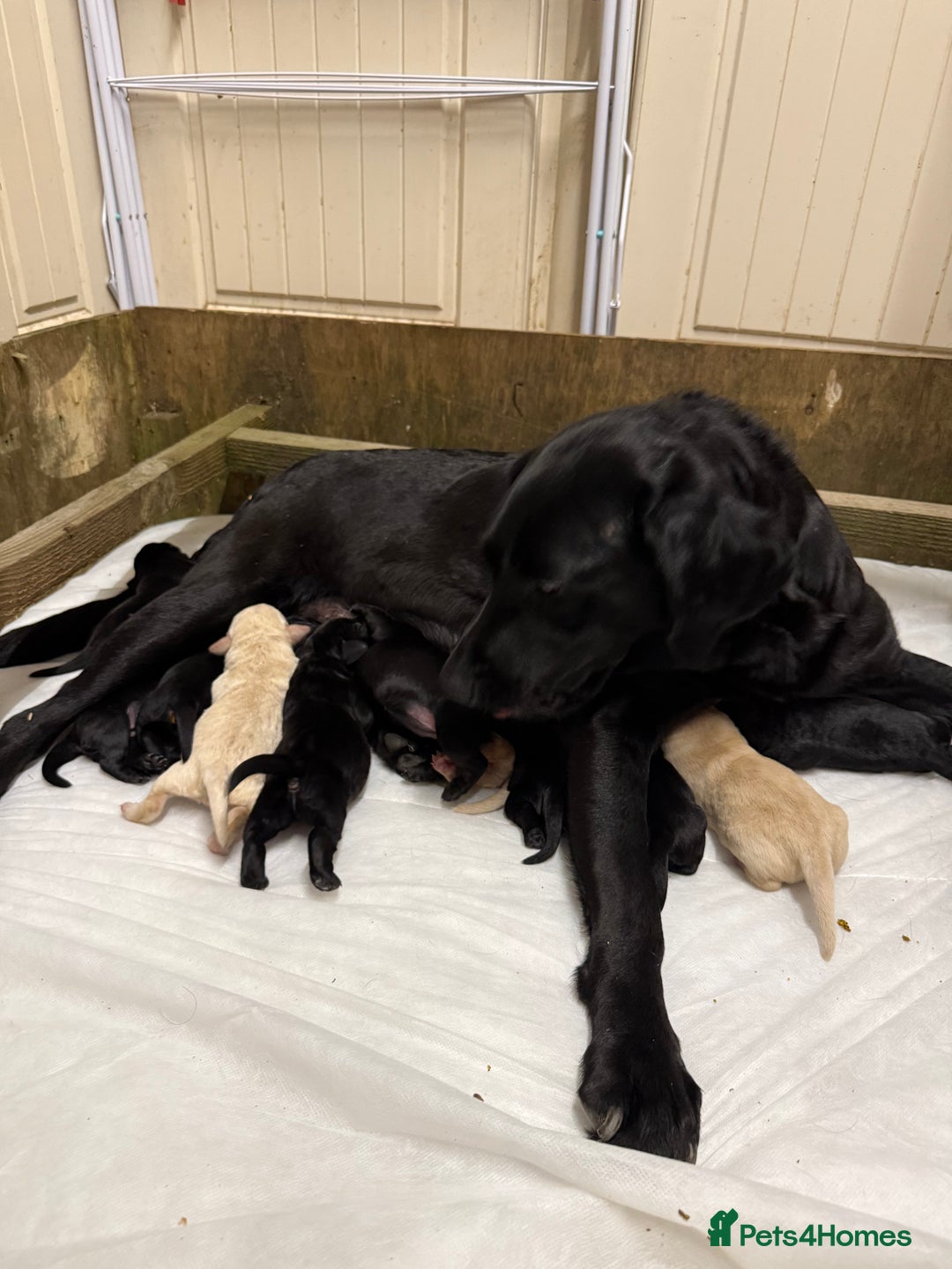 Labrador Retriever dogs for sale: ✨KC reg Lab puppies from health tested parents✨ - Image 4