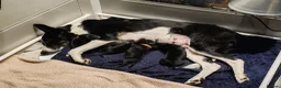 Borador dogs for sale: 2 10 week old Collie Labradour cross girls - Advert 37