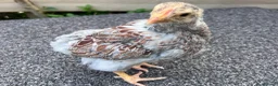 Chickens poultry for sale: Blue laced Wyandotte LF in Edinburgh - Advert 1