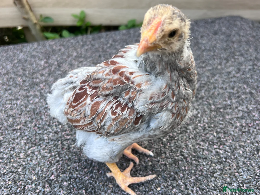 Chickens poultry for sale: Blue laced Wyandotte LF in Edinburgh - Advert 1