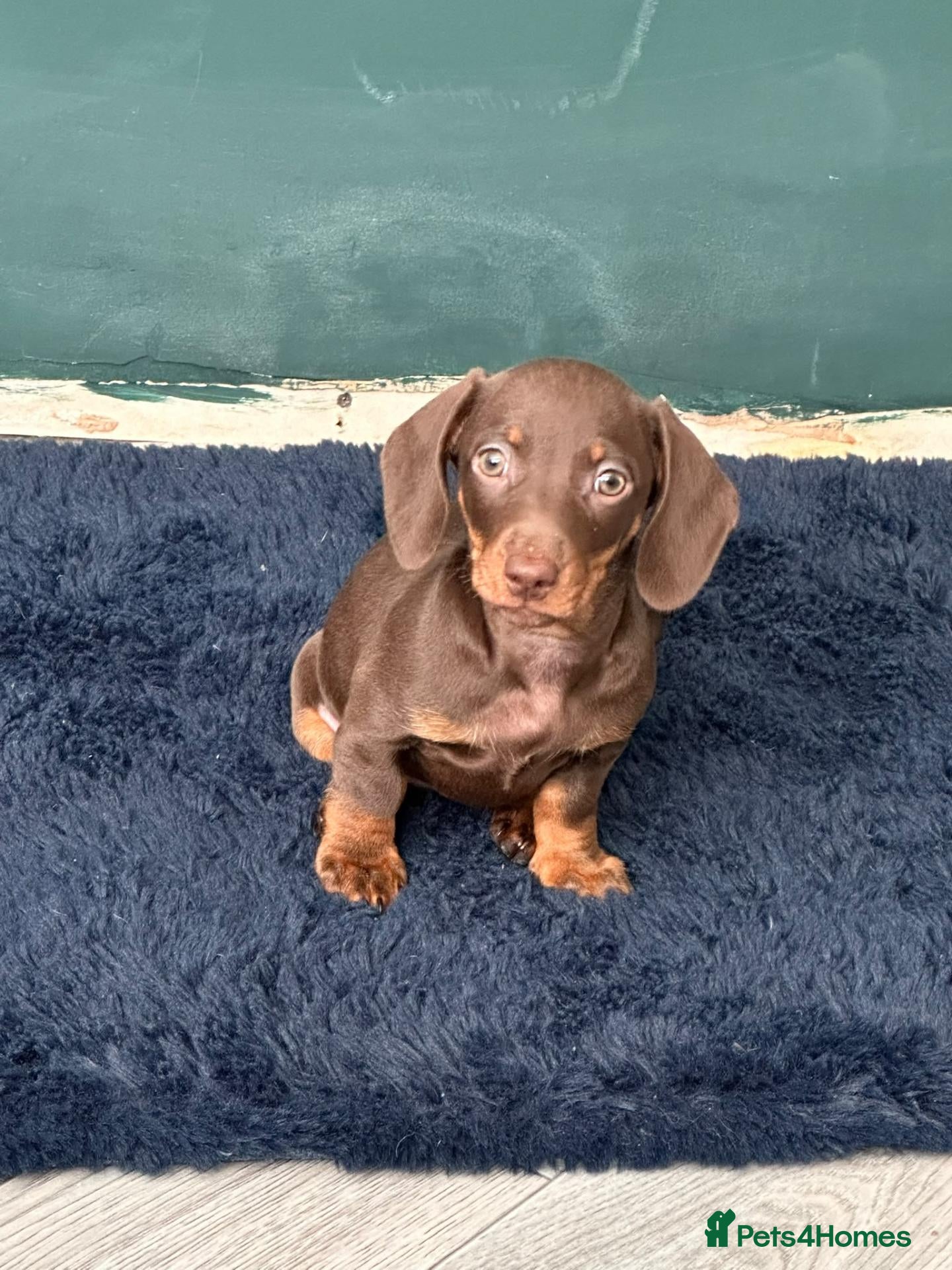 Miniature Dachshund dogs Minuture Dachsund female - Advert 3