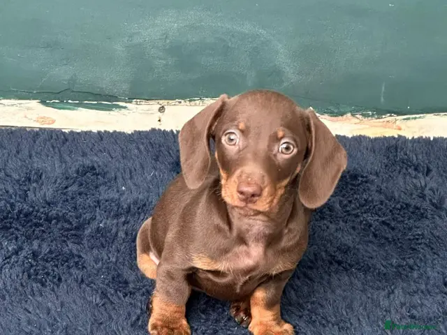 Miniature Dachshund dogs Minuture Dachsund female - Advert 3
