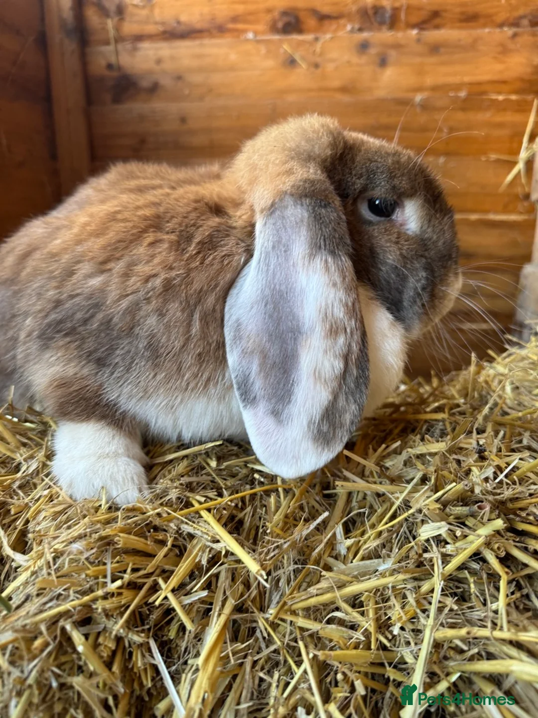 French Lop rabbits for sale: Bonded Sister French Lops for pet home - Advert 9