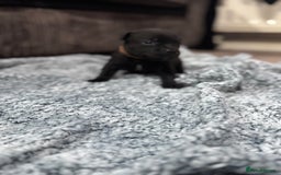 Staffordshire Bull Terrier dogs for sale: Staffys Puppies   25+ Champions ( Show Quality ) - Advert 25