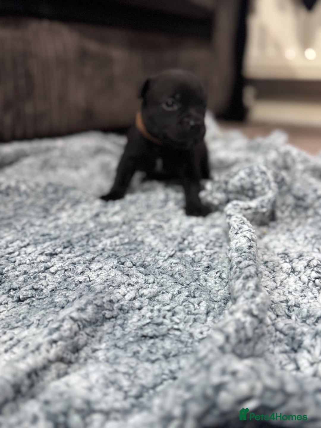 Staffordshire Bull Terrier dogs for sale: Staffys Puppies   25+ Champions ( Show Quality ) - Advert 25