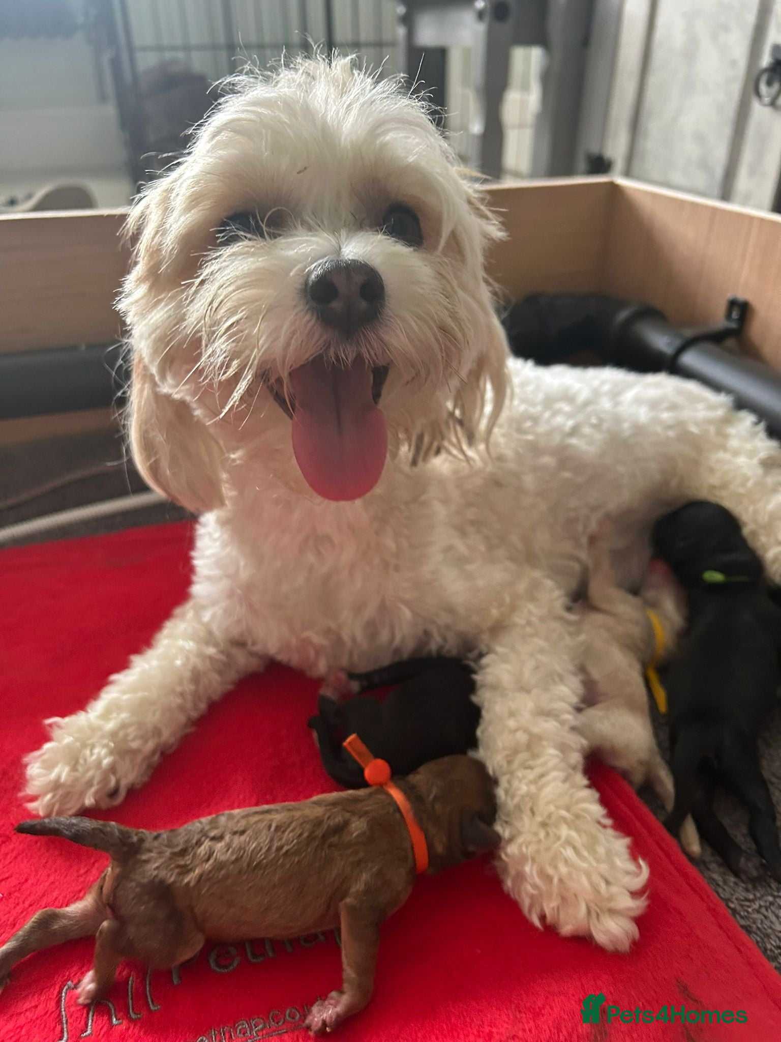 Maltipoo dogs F1b Maltipoo pups - Advert 2