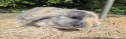 Mini Lop rabbits for sale: 🍓Gorgeous mini lop babies 🍓 - Advert 10