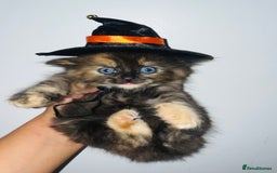 British Shorthair cats for sale: British shorthair X ragdoll  - Image 23