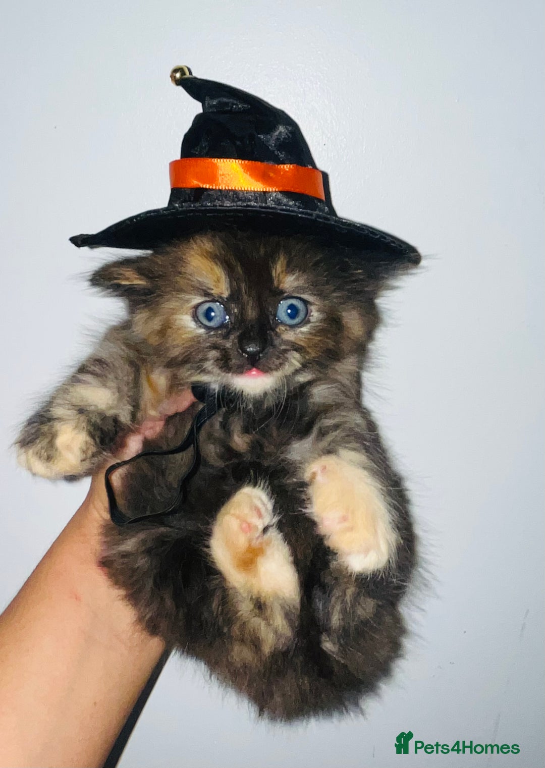 British Shorthair cats for sale: British shorthair X ragdoll  - Image 23