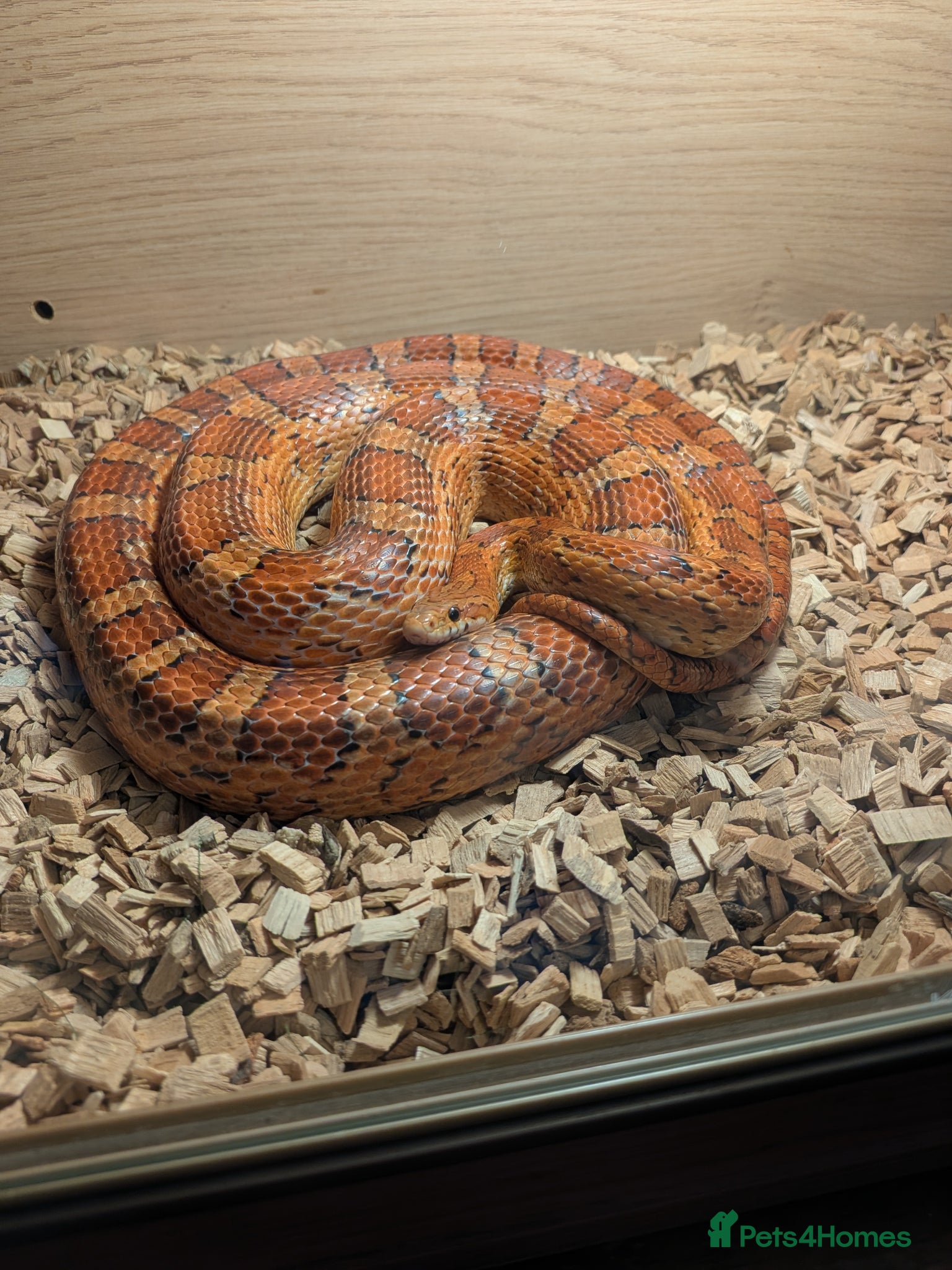 Corn Snake reptiles 7 year old male corn snake - Advert 4