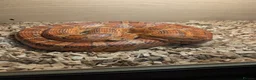 Corn Snake reptiles for sale: 7 year old male corn snake in Gloucester - Advert 1